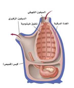 الكيسيات