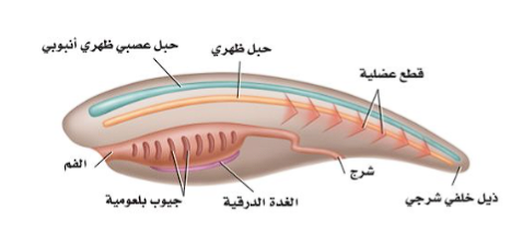 سهيم